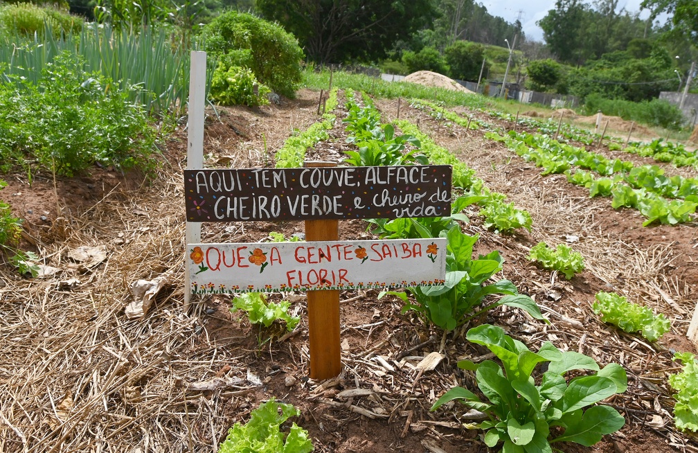 Horta solidária do Jardim Florence faz parte de uma das iniciativas da Prefeitura para melhorar a nutrição de famílias em situação de vulnerabilidade