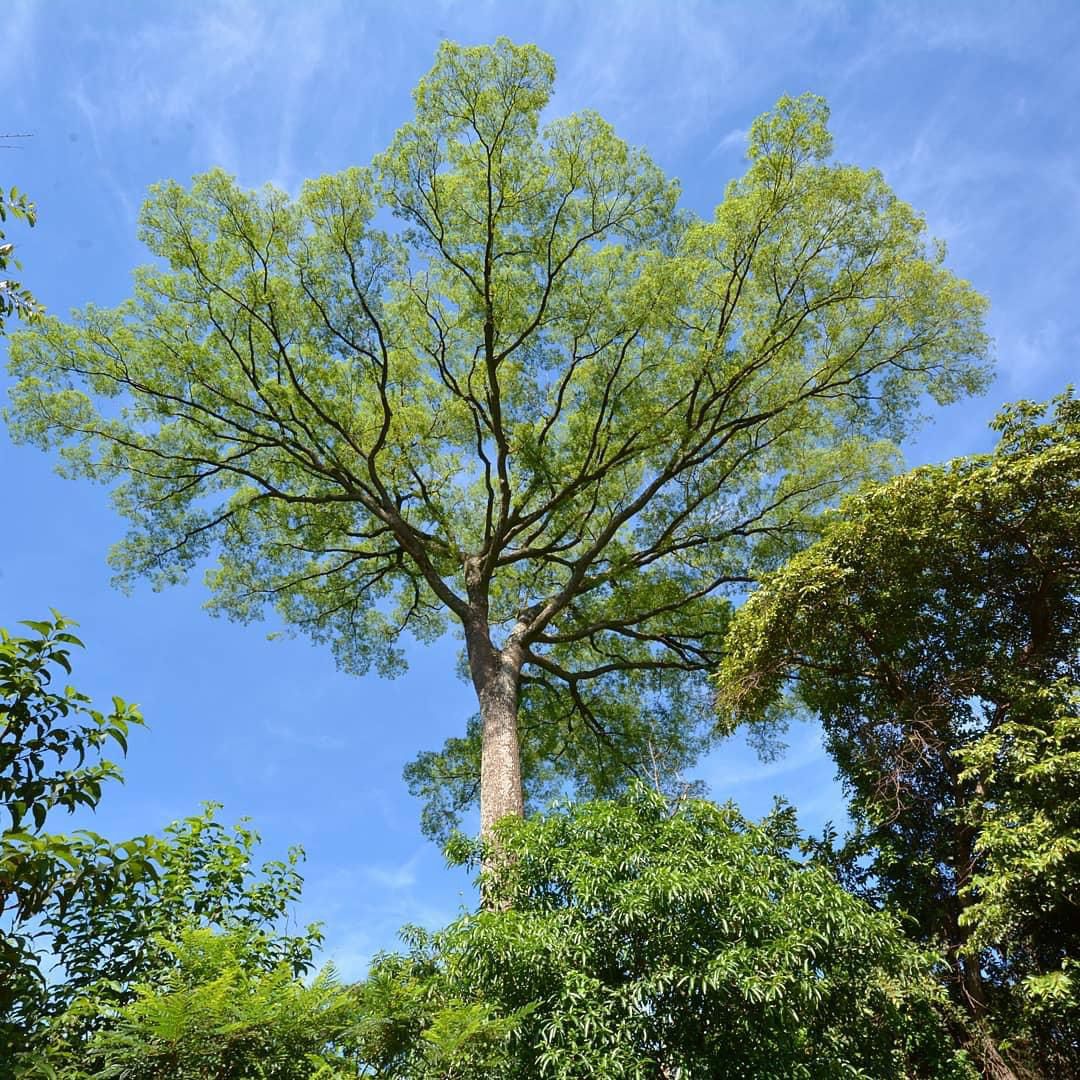 A Mata de Santa Genebra possui 660 espécies de flora