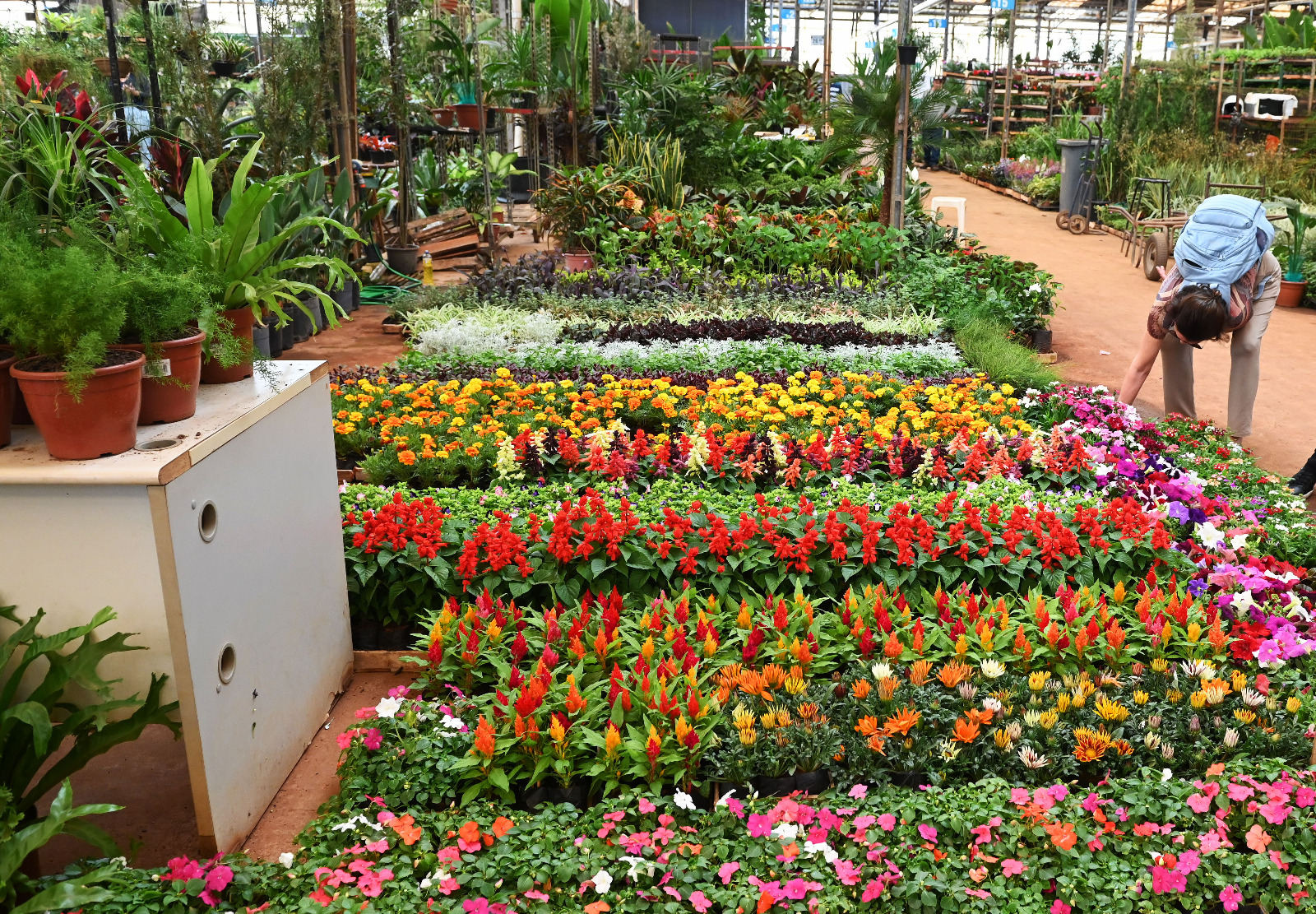 Época com aumento da chuva é propicia para fazer novos jardins