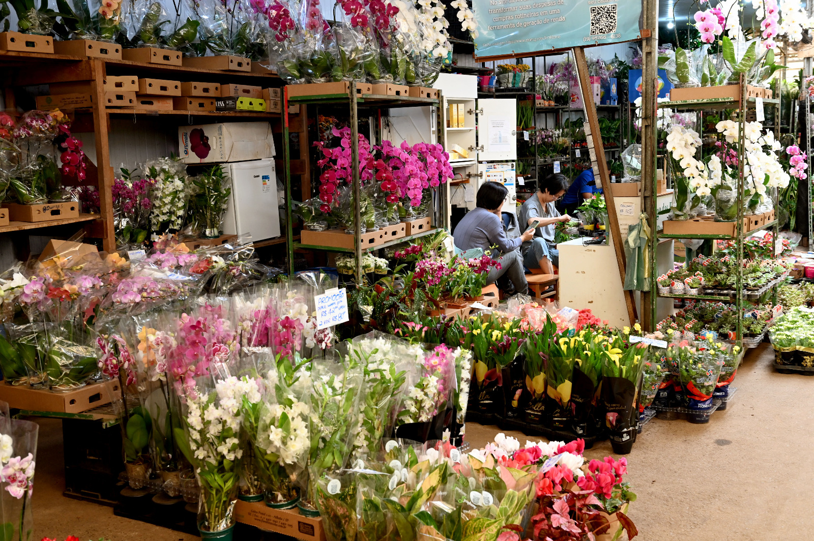 Orquídeas são opções para colorir a casa e o ambiente de trabalho