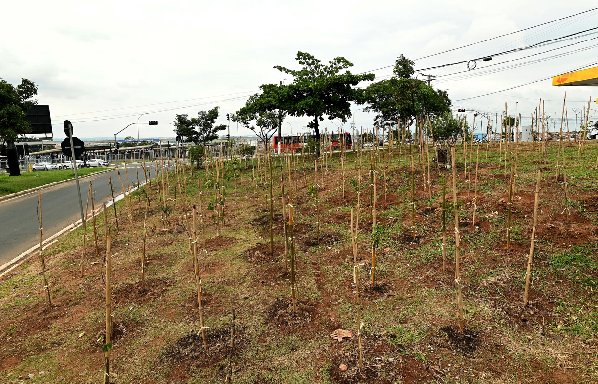 Carlos Bassan Microfloresta do Parque Valença 1 foi implantada na semana passada; serão 200 em toda a cidade