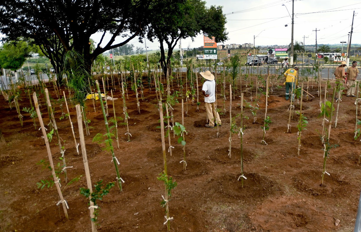 Carlos Bassan Parque Itajaí: sexta microfloresta está sendo concluída nesta segunda-feira, com mais de 700 mudas