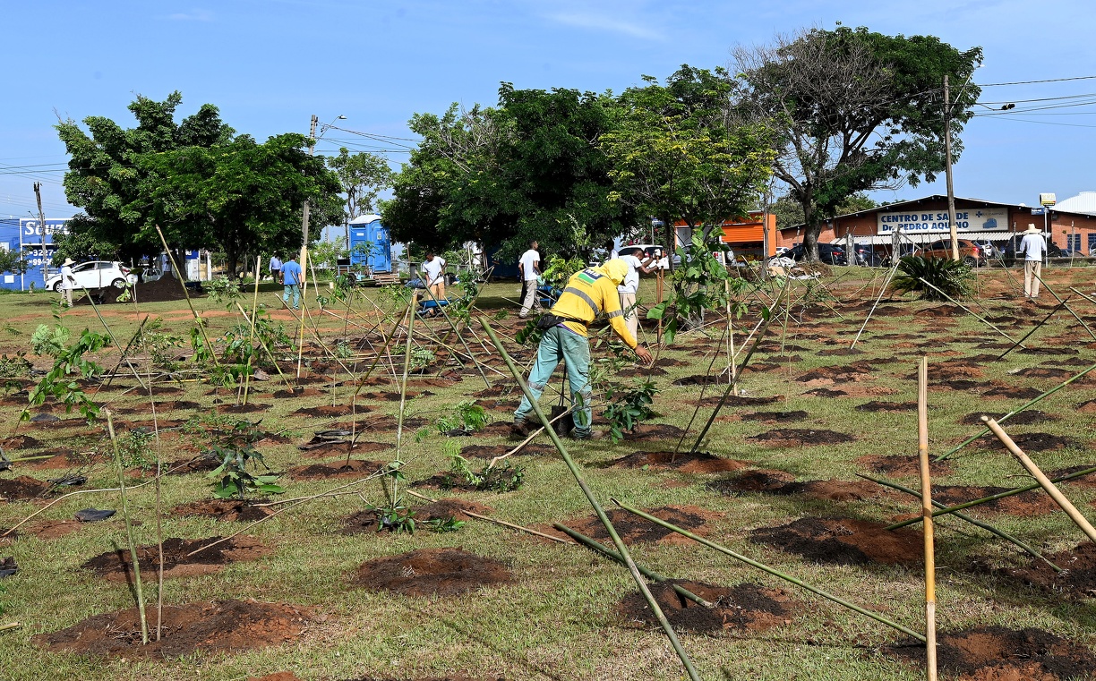 Carlos Bassan Primeira microfloresta começa a se formar no Jardim Novo Campos Elíseos; serão mais de 3 mil mudas de árvores