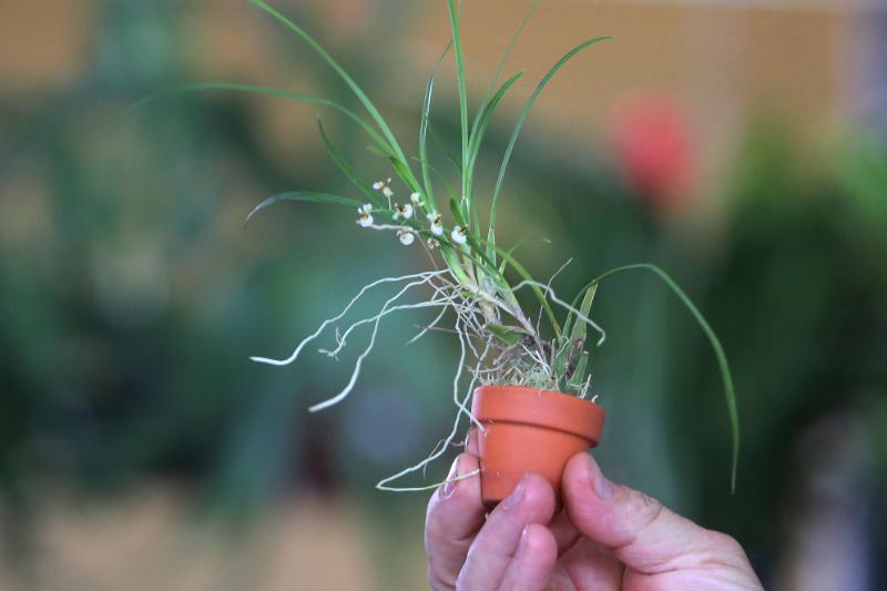 As mini orquídeas também estão na Estação Cultura