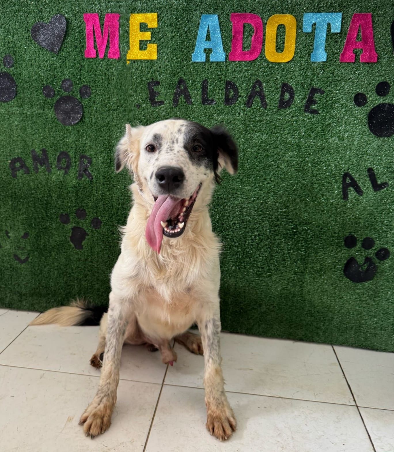 Divulgação Meio mascarado, Mufasa tem 3 anos e muito amor para dar