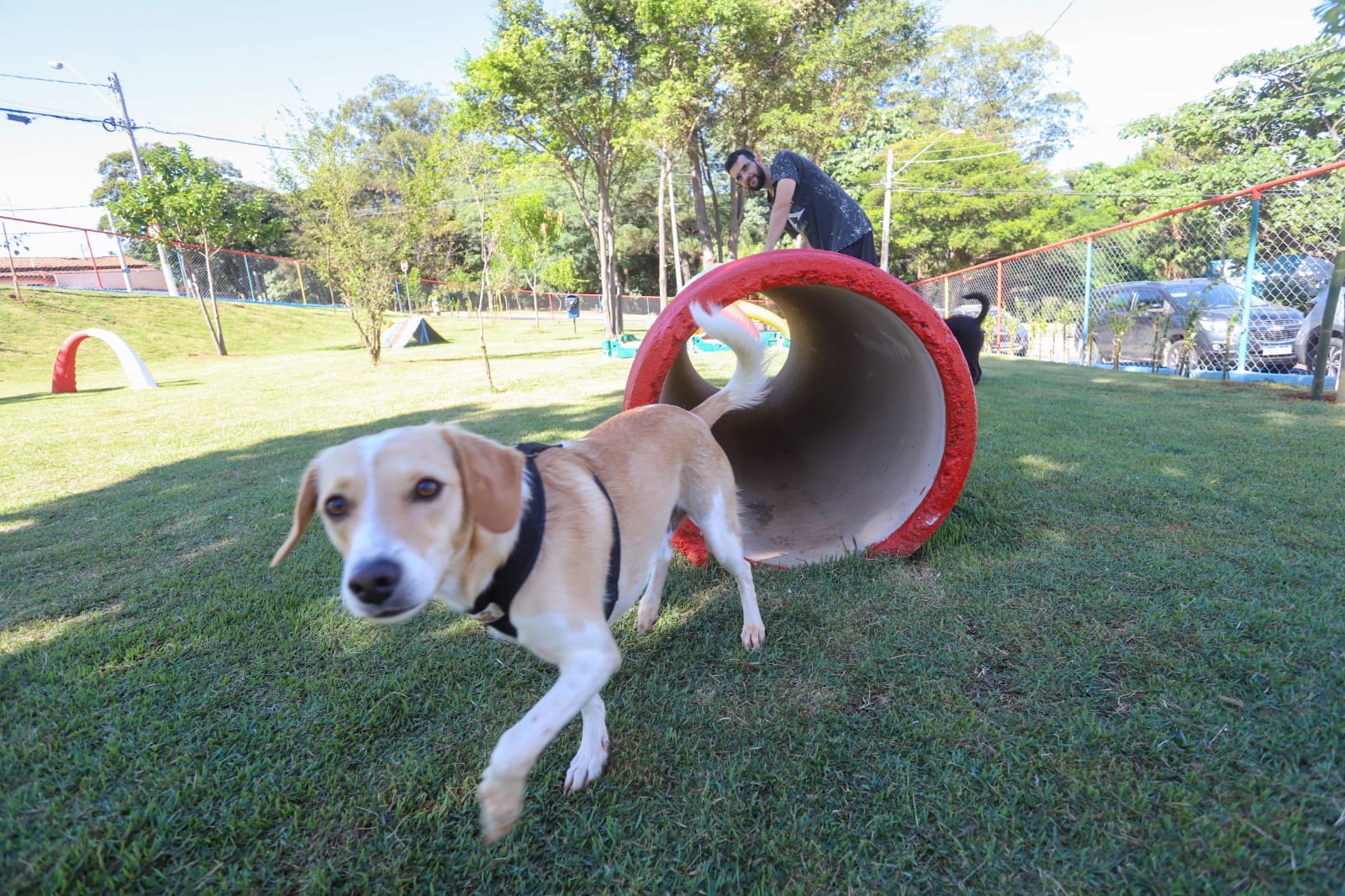 As unidades de Parcão são áreas planejadas para que cachorros possam brincar e socializar