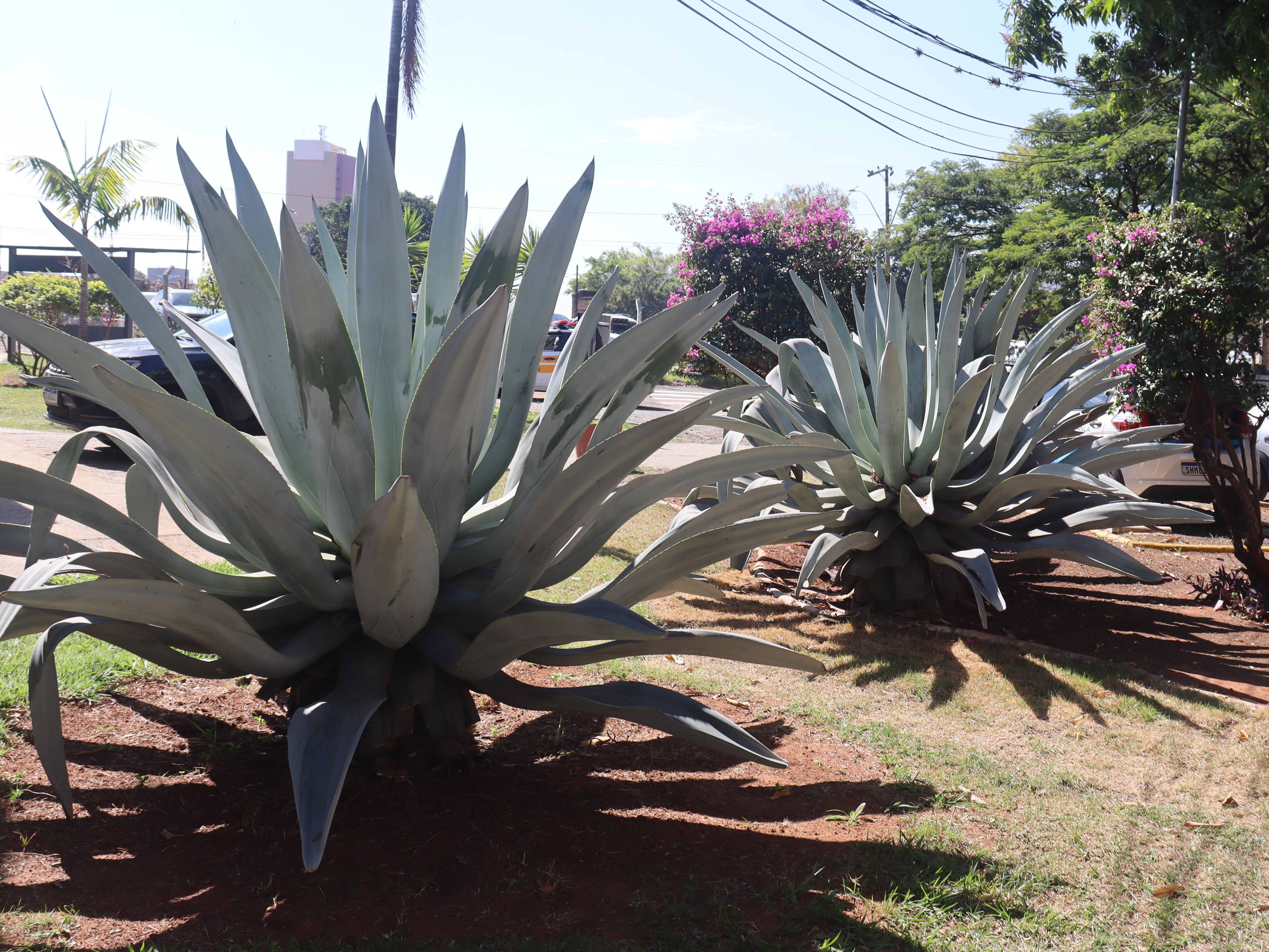 Plantas da Emdec enfeitam e colorem as áreas externas da Emdec
