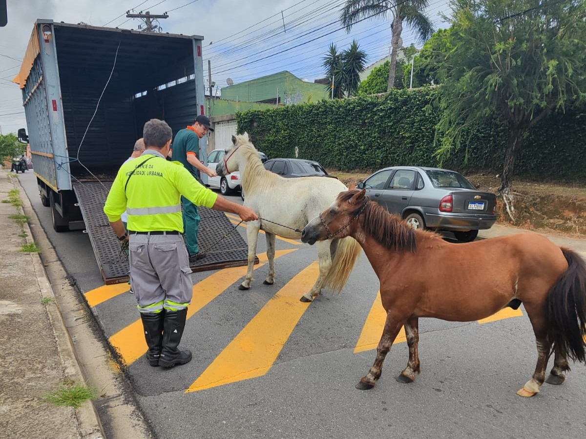Divulgação/Emdec Operação ocorreu na manhã desta segunda (27/01) por equipes da Emdec e do DPBEA