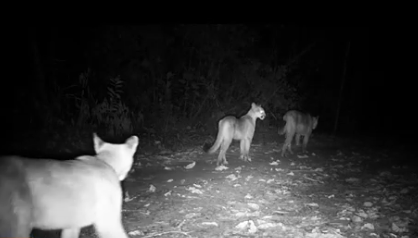 Divulgação/ FJPO Imagens registradas por armadilhas fotográficas mostram a mãe-onça e os dois filhotes
