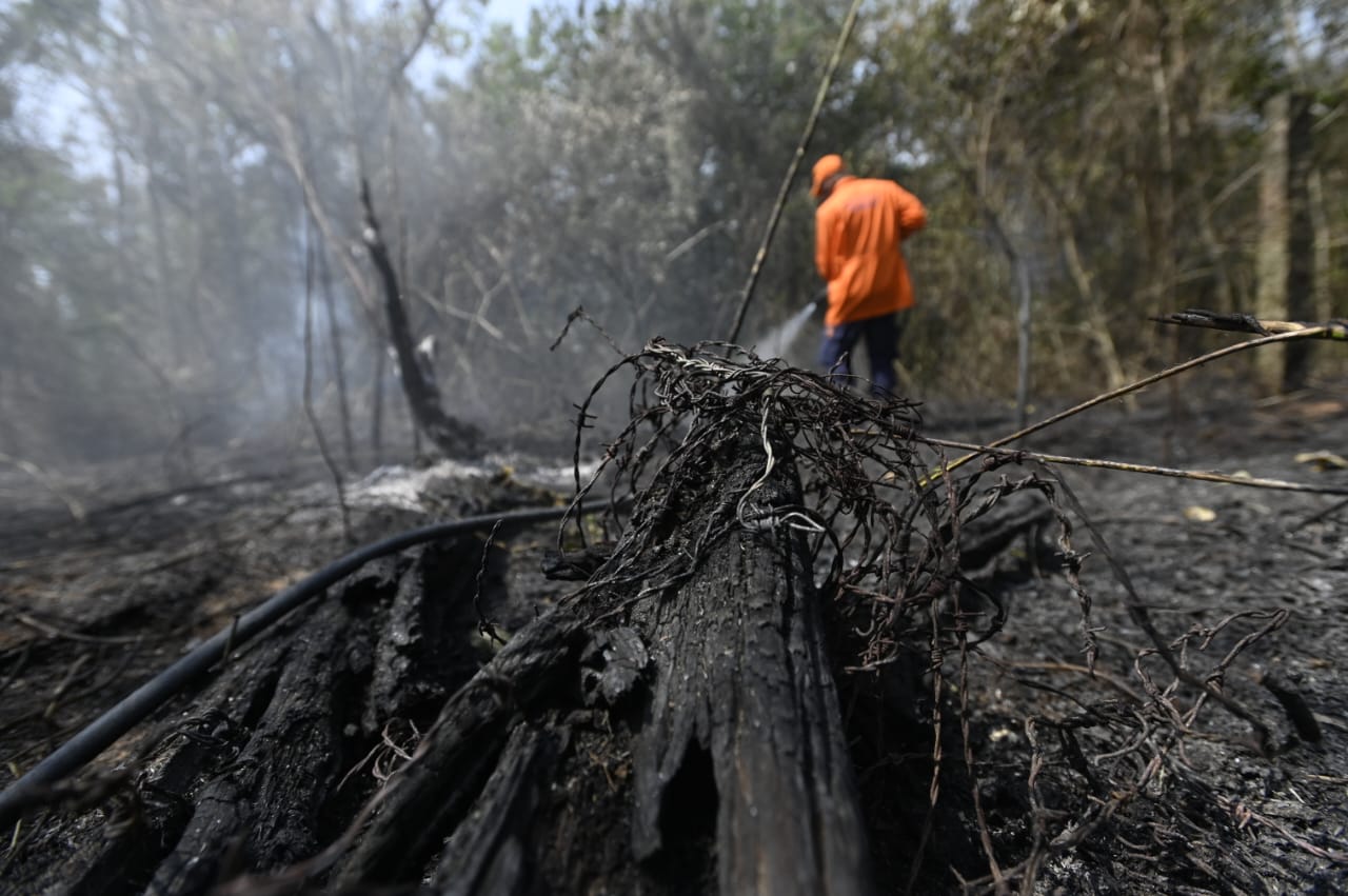 Incêndio causa danos irreparáveis à fauna e à flora 