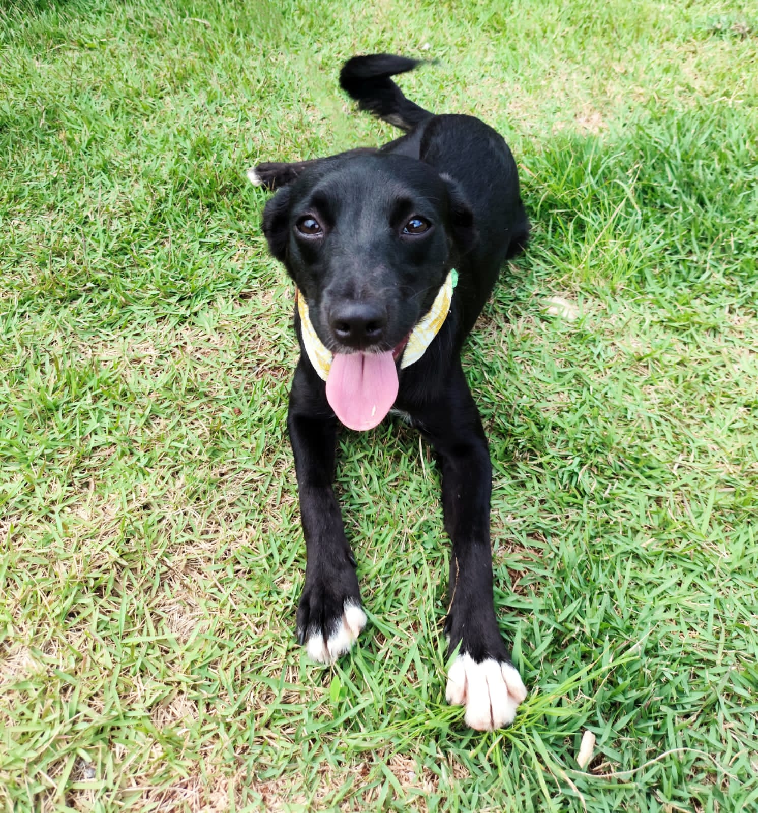Divulgação  Cachorrinho Marin, de 7 meses, é um dos animais que estarão na Feira de Adoção neste domingo