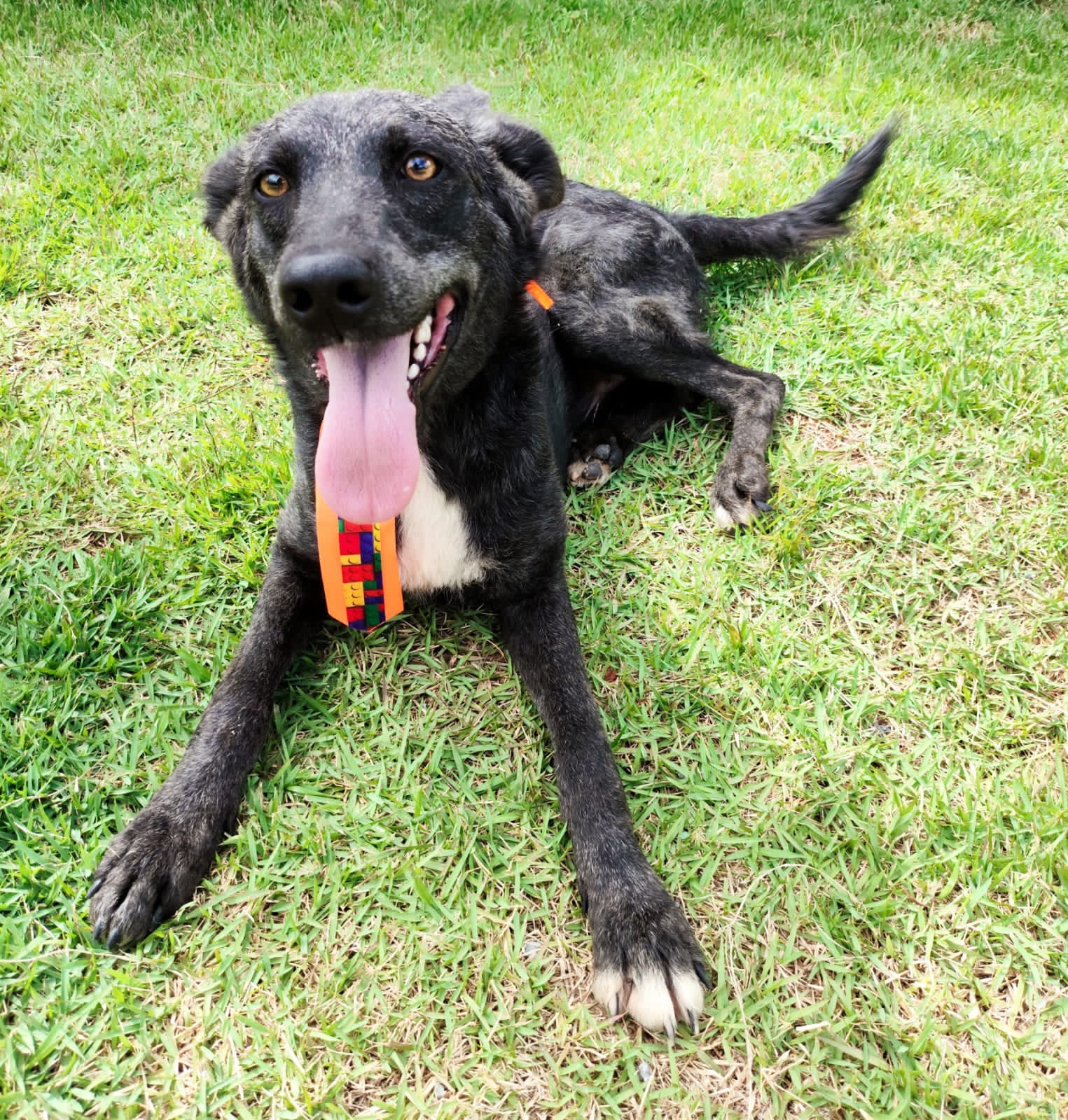Divulgação O Bradock, de 1 ano, também estará lá esperando encontrar uma família