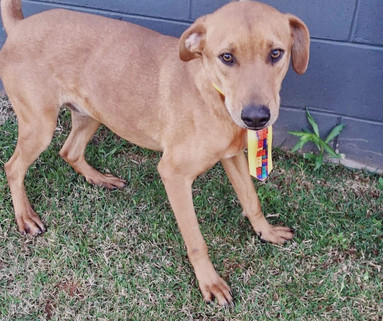 Leo, jovem, aproximadamente 1 Ano