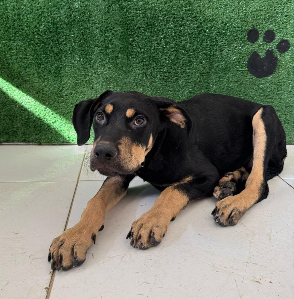 Kika de 7 meses é um dos animaizinhos que estarão na Feira 