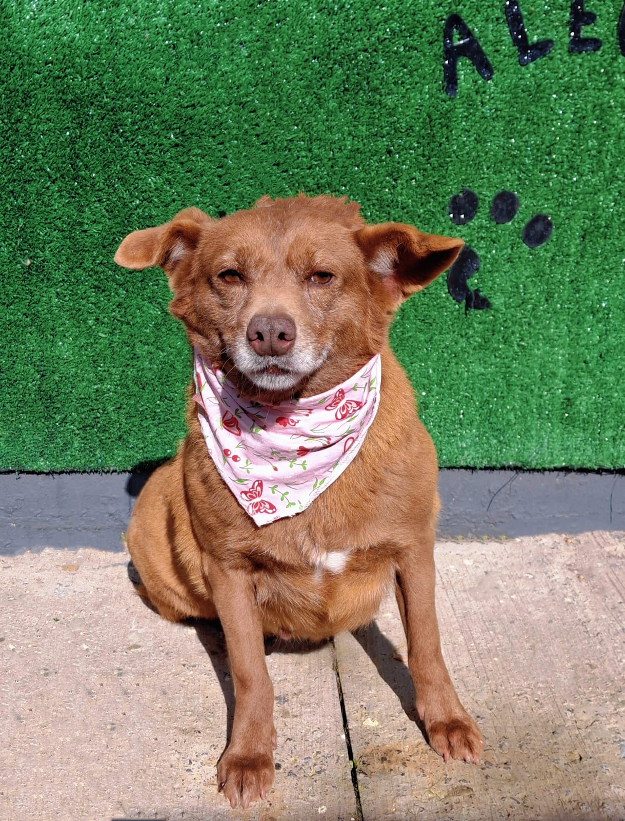 Divulgação Doce, Lulu, de 7 anos, só precisa de uma chance para mostrar seu amor