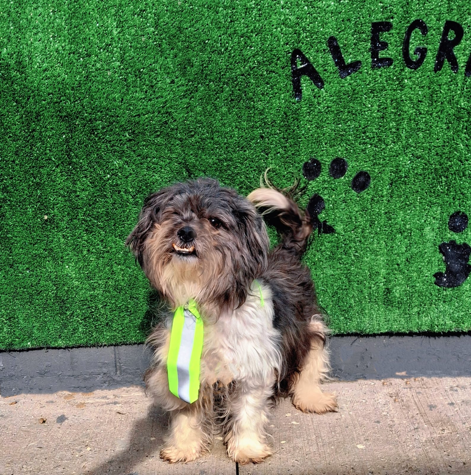 Divulgação Homero, 8 anos, é pequeno no tamanho, mas enorme no carinho