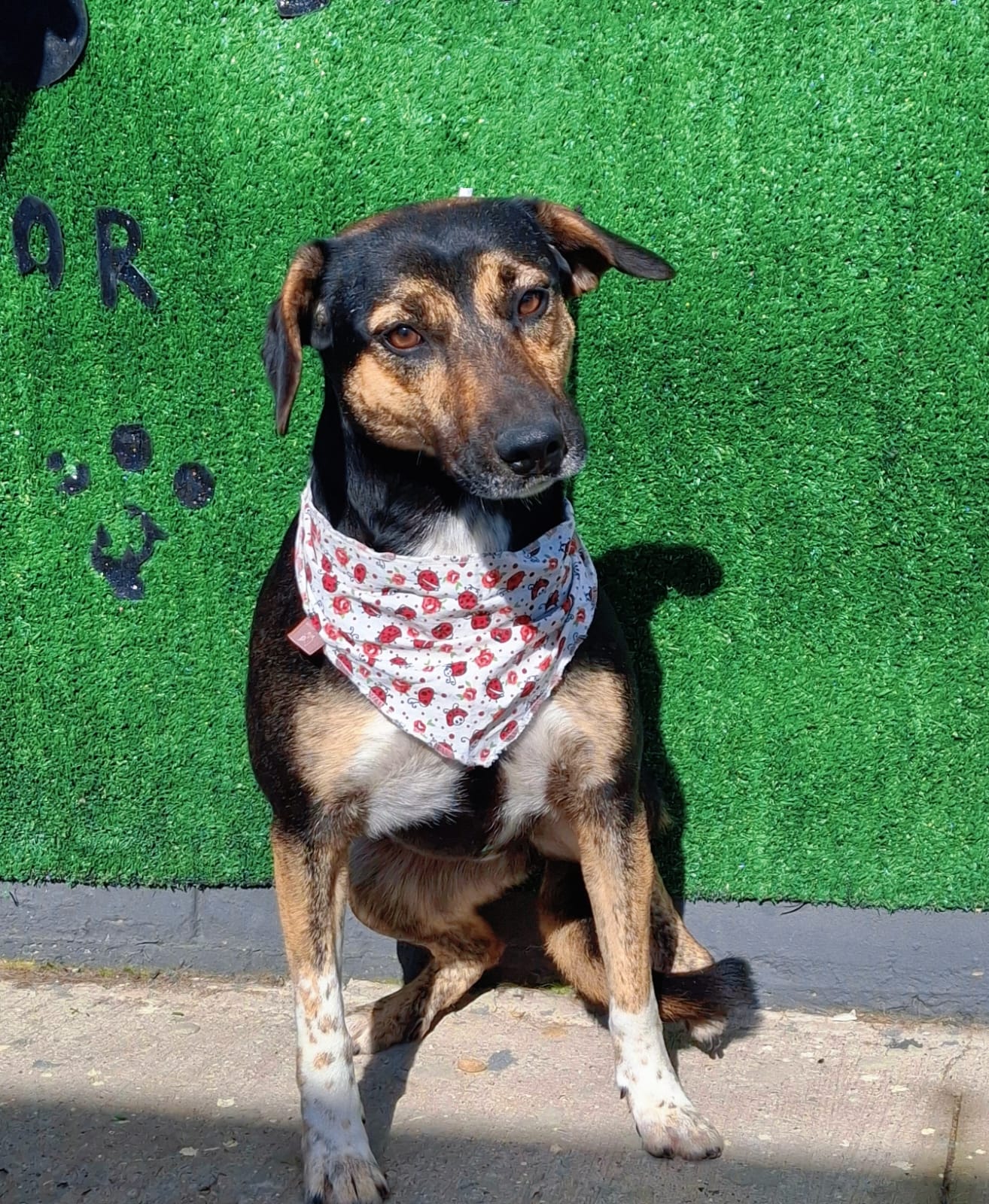 Divulgação Jussara, 4 anos, é a companhia perfeita para quem ama afeto