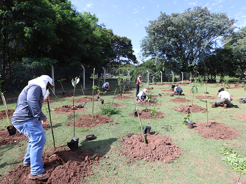 Campinas totaliza 316,3 mil plantios de árvores desde 2021