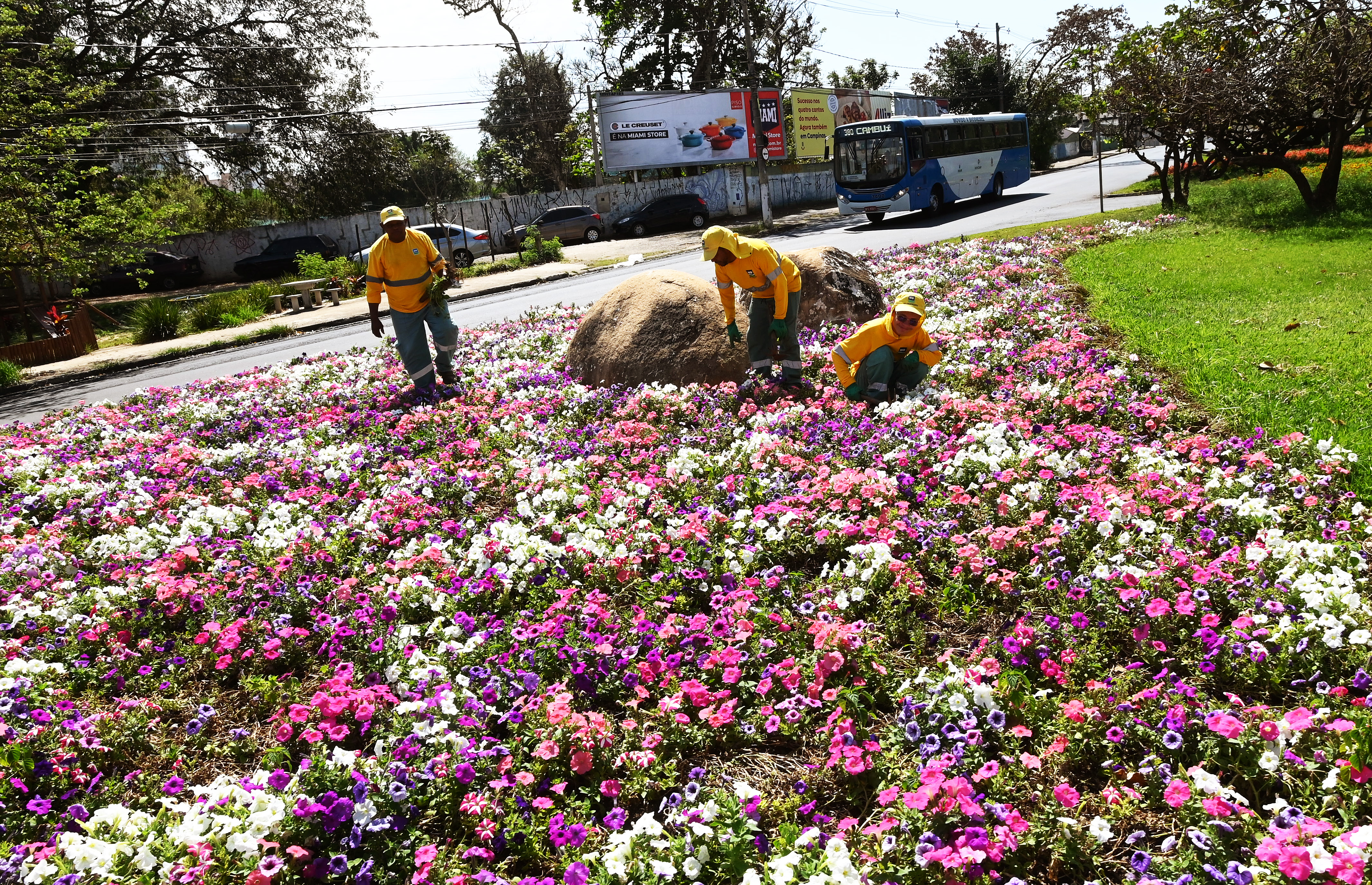 Funcionários fazem o plantio de flores no canteiro da Avenida Orosimbo Maia