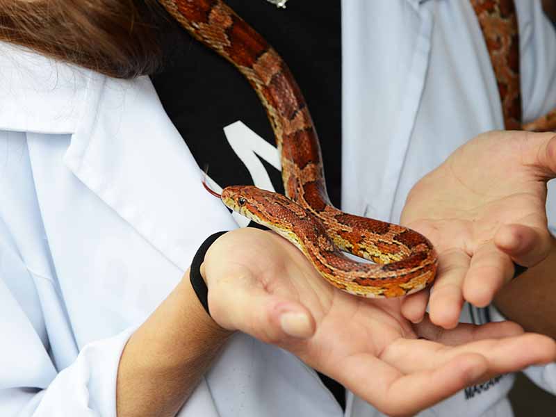 Vários animais poderão ser tocados como serpente