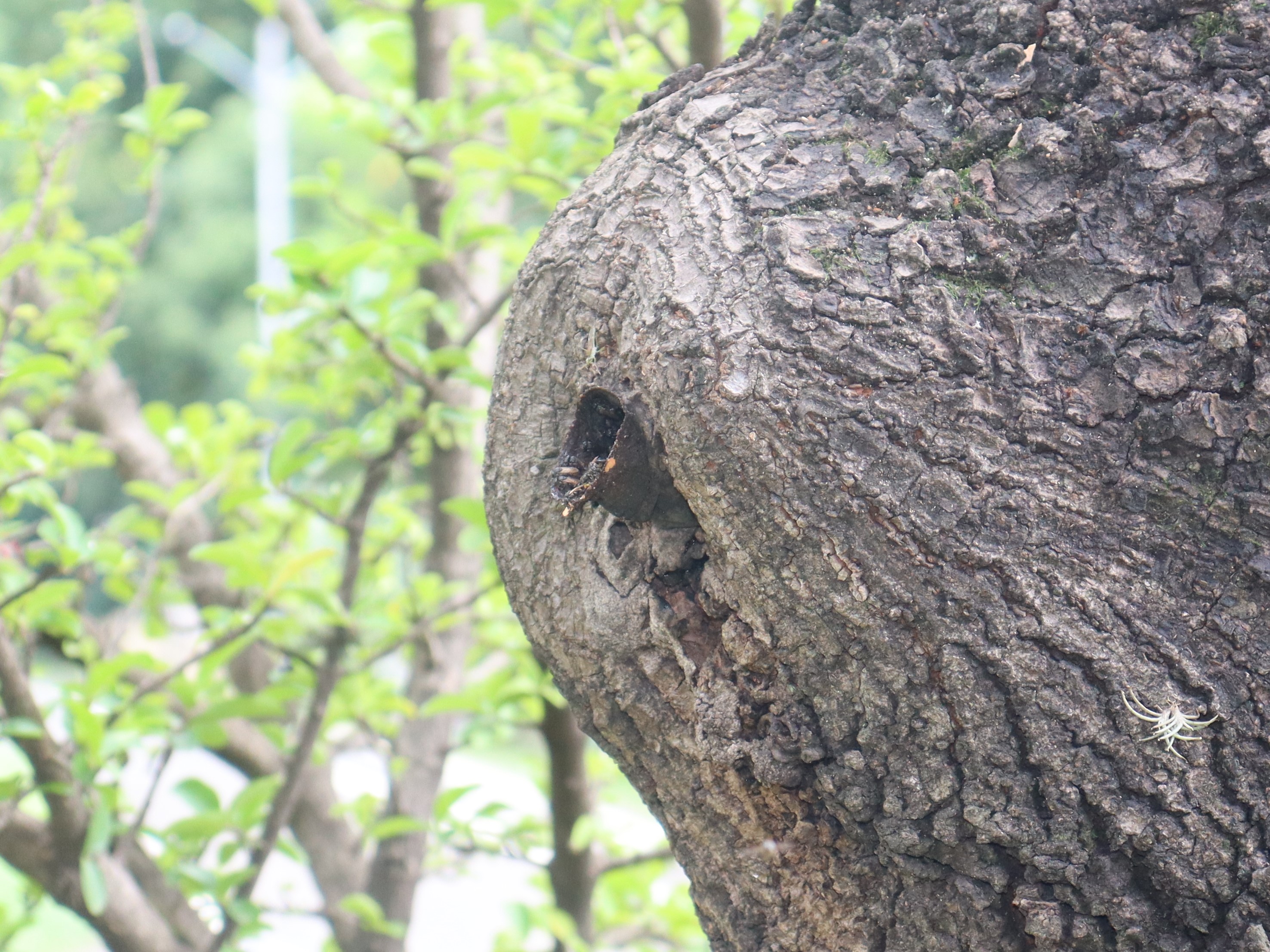 Detalhe dos insetos dentro do tronco