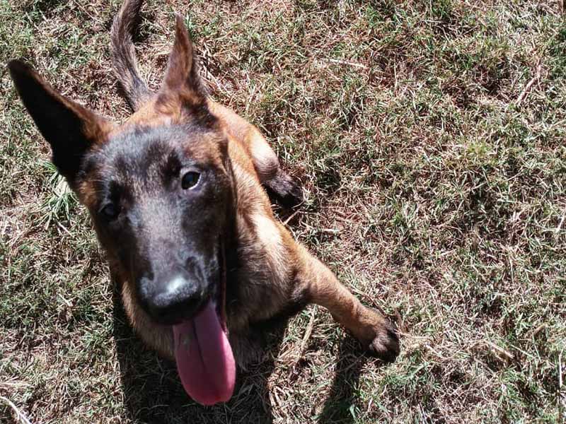 Filhote é macho da raça pastor-belga-malinois e tem 4,5 meses