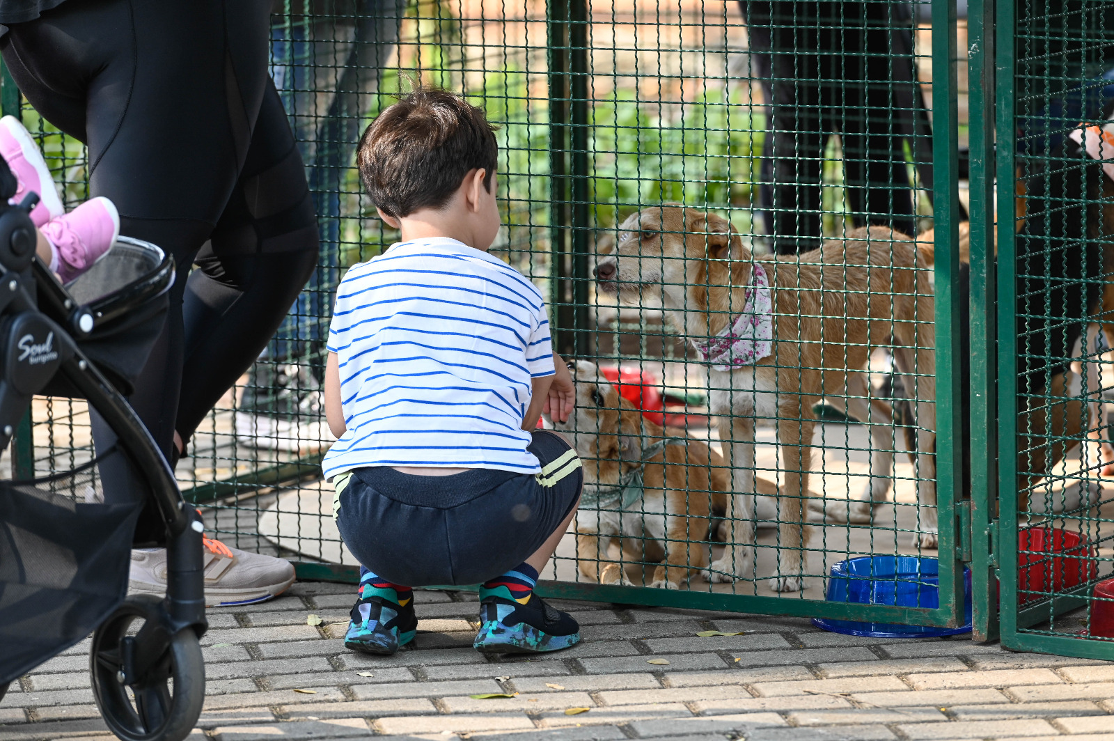 Rogério Capela Adoção é um ato de amor e também de responsabilidade