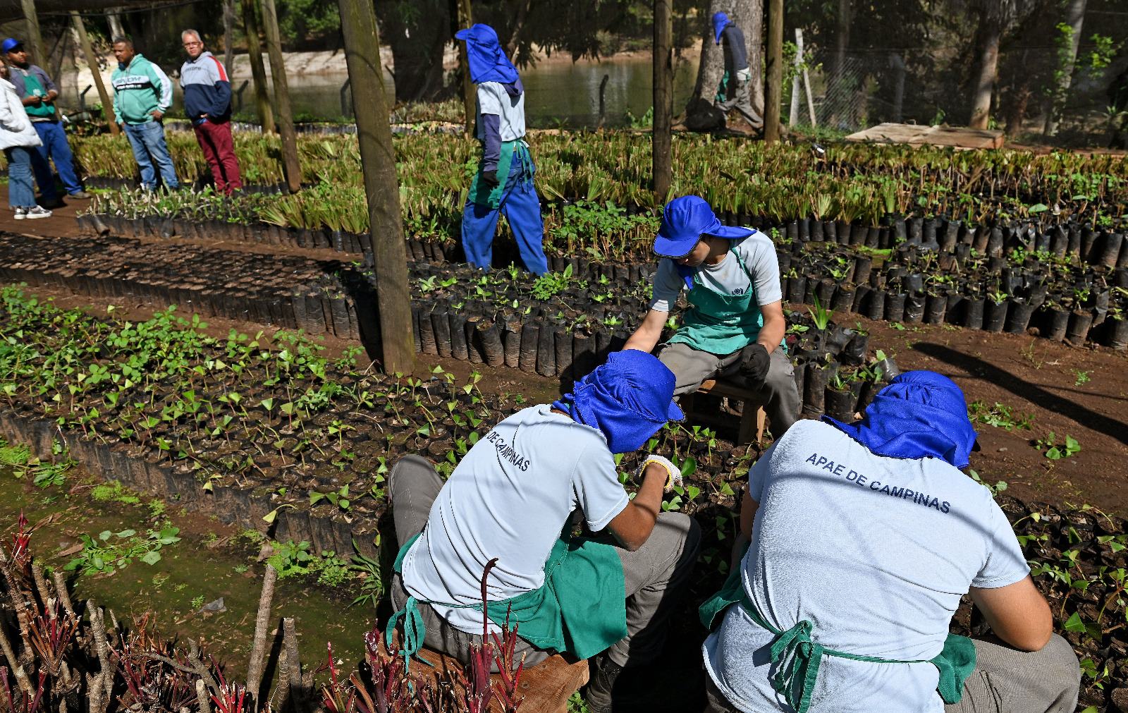 Mais de 30 alunos da Apae atuam como estagiários na área de jardinagem do viveiro