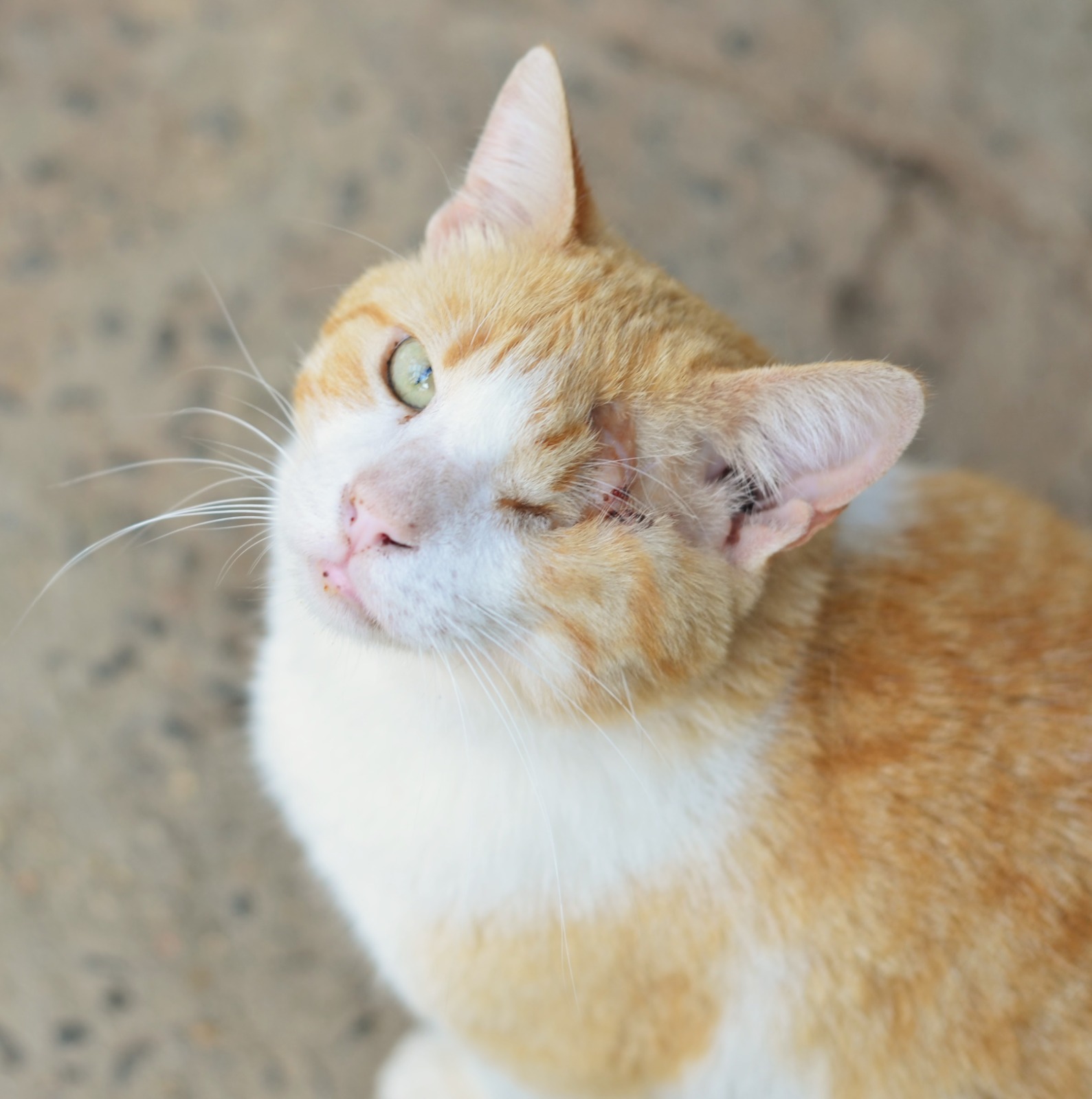 Esse gatinho também estará na feira, à espera de um tutor amoroso