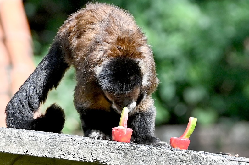 Alimentos são levados de barco até os macacos-prego