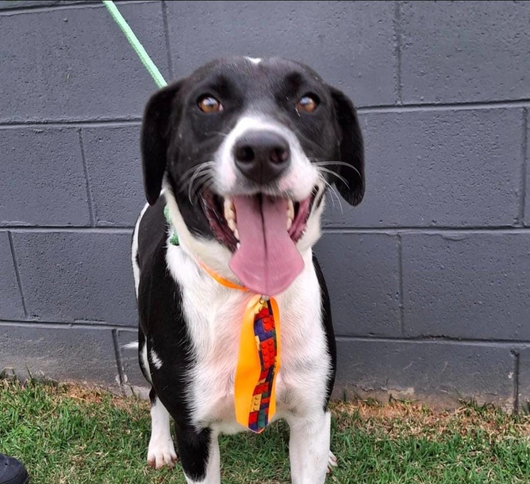 O Tody tem 2 anos e é um cão muito alegre