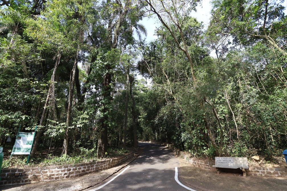 Arquivo/PMC Bosque dos Jequitibás passará por manejo de árvores após mapeamento feito por Plano Diretor