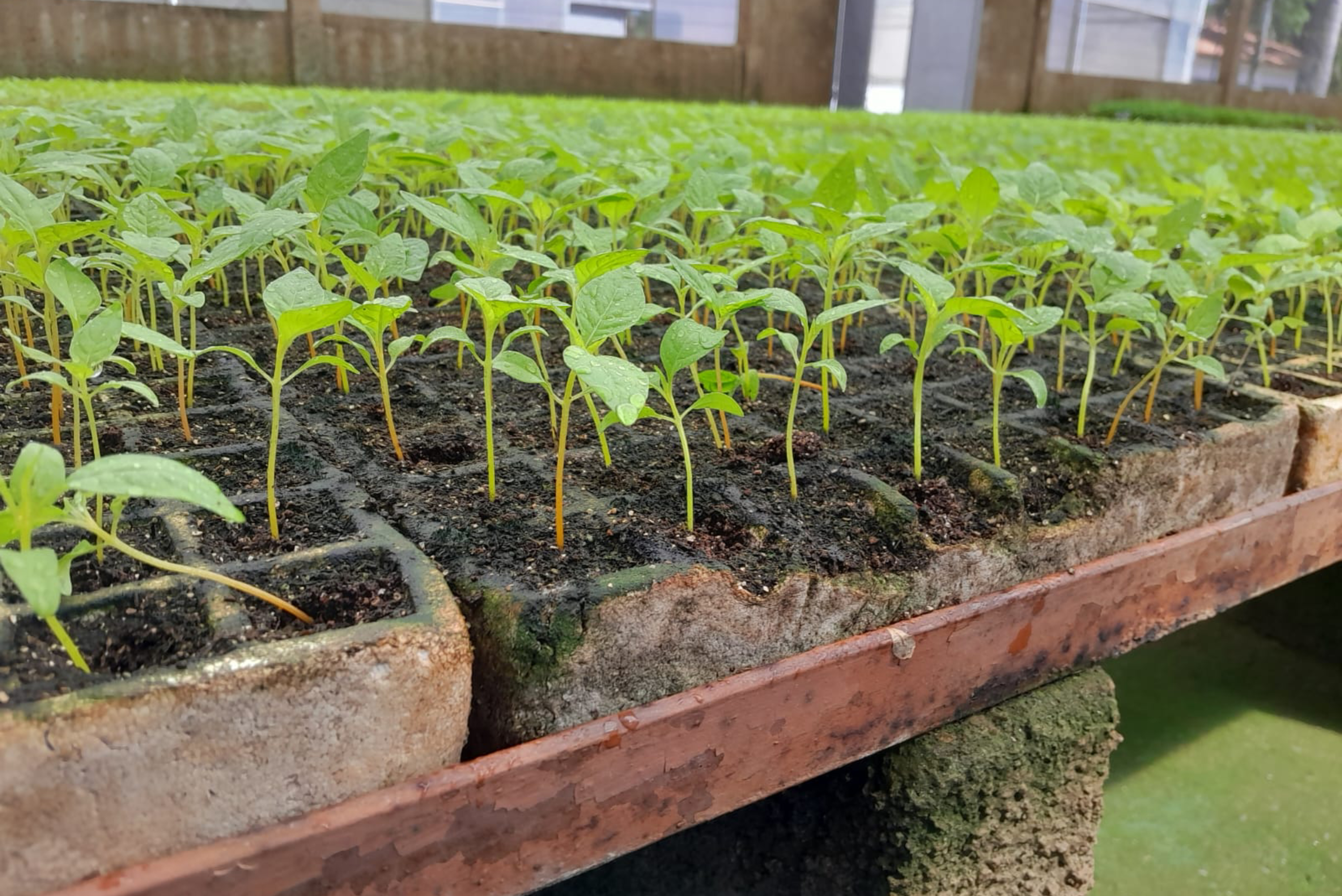 Cultivo começa na segunda quinzena