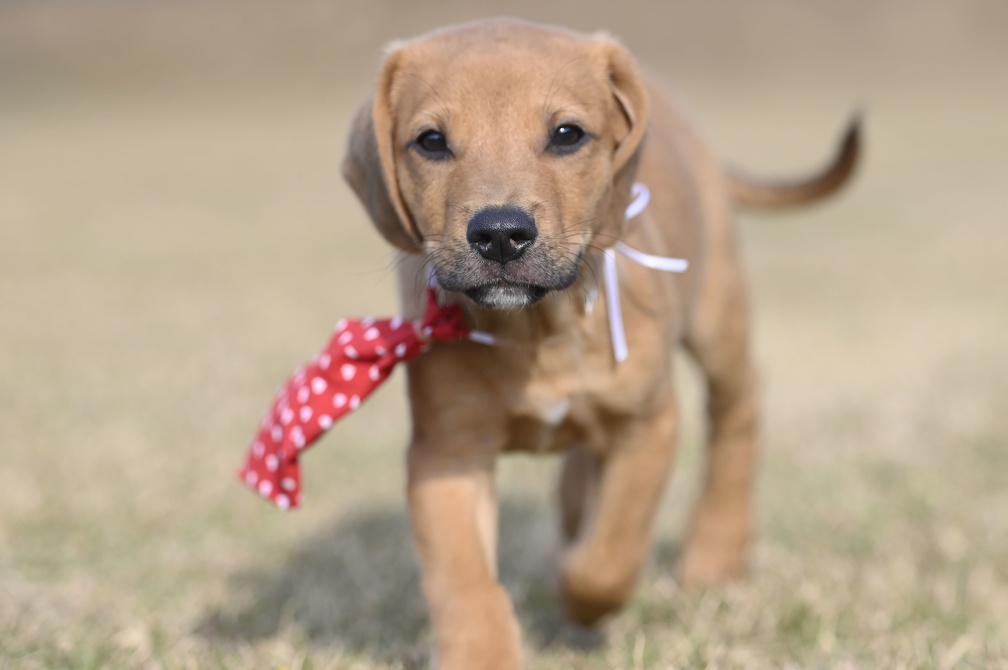 Rogério Capela As castrações serão realizadas entre os dias 22 e 26 de julho