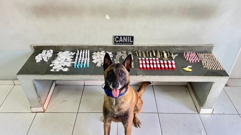 Divulgação No Jardim Telesp, equipes do Canil, com o K9 Cheddar, localizaram drogas em três pontos do bairro