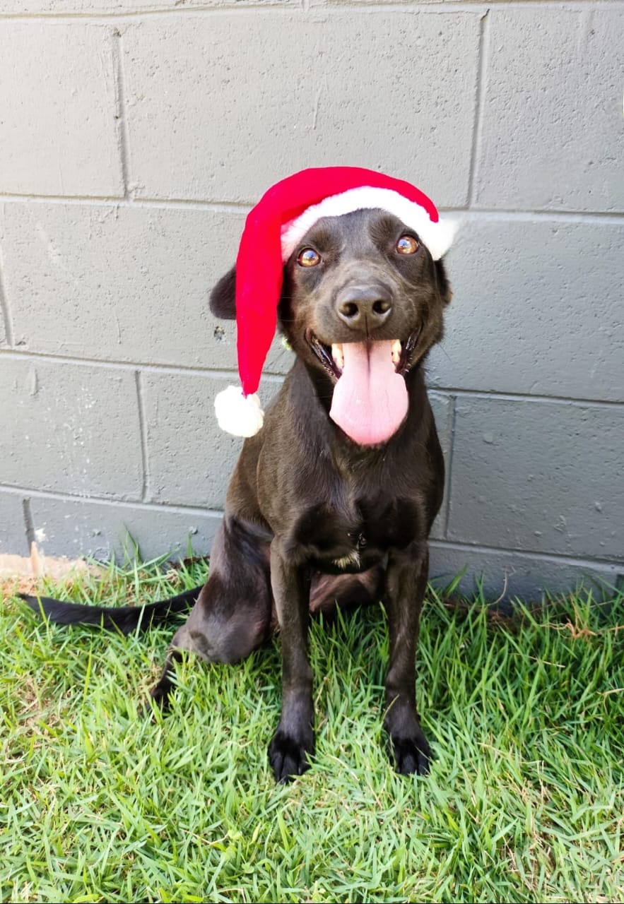 Divulgação Cãozinho disponível para adoção
