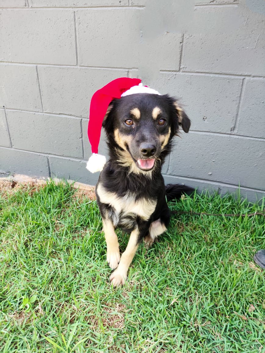 Divulgação Cãozinho disponível para adoção