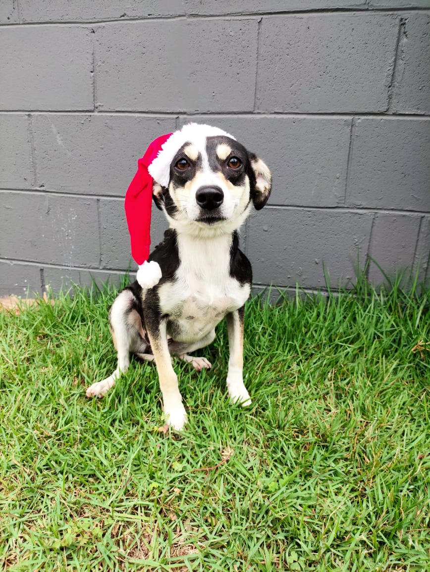 Divulgação Cãozinho disponível para adoção