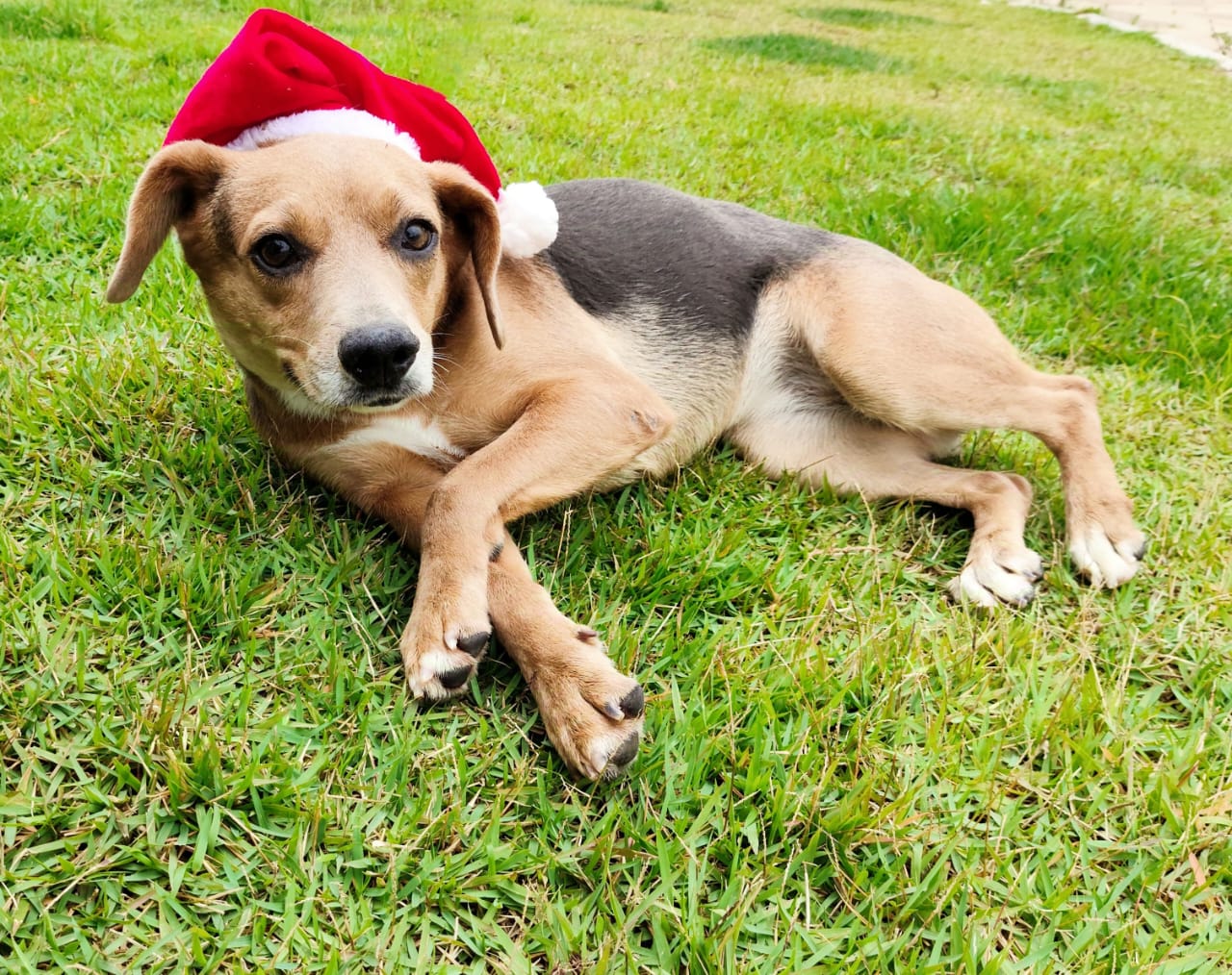 Divulgação Cãozinho disponível para adoção