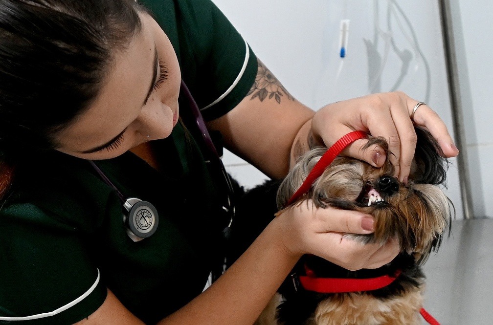 Carlos Bassan Médica veterinária examina cão no consultório móvel