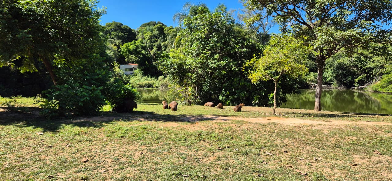 Divulgação Animais silvestres de vida livre, capivaras circulam pelo Lago do Café