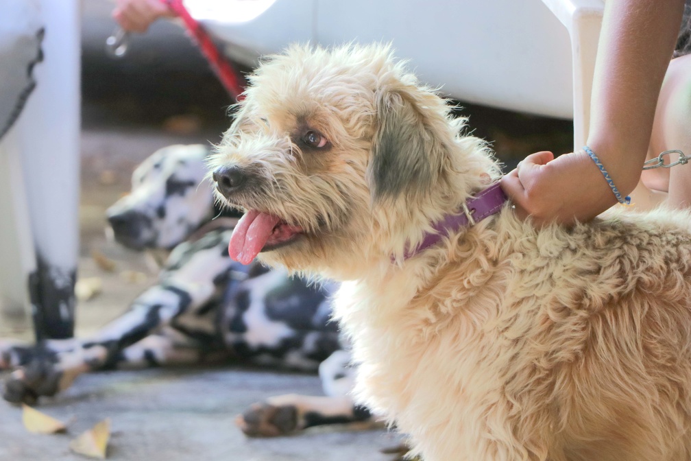 A castração melhora a qualidade de vida dos animais, prevenindo doenças como infecções e tumores diversos, além de evitar o abandono de filhotes