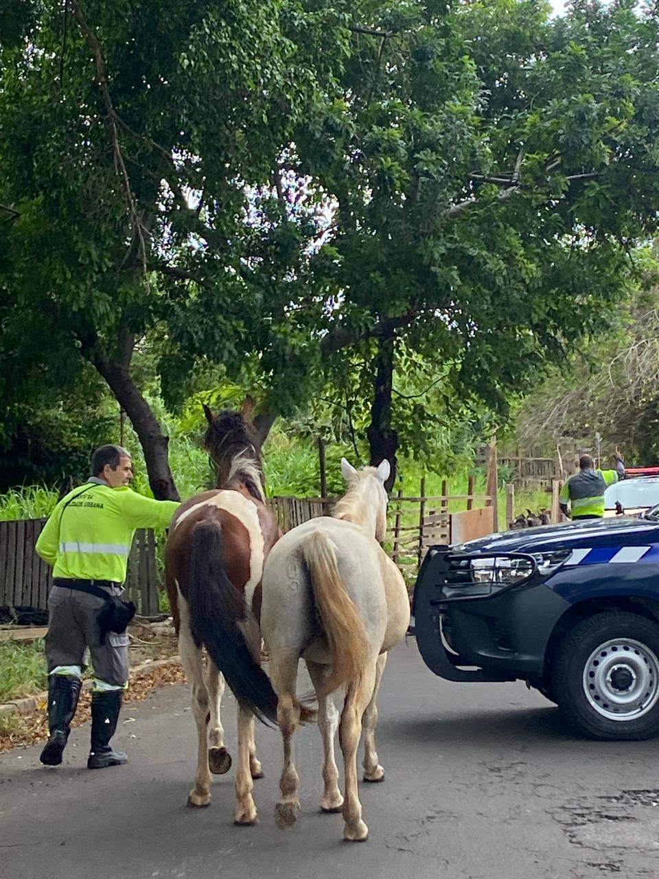 Objetivo é prevenir acidentes de trânsito envolvendo grandes animais