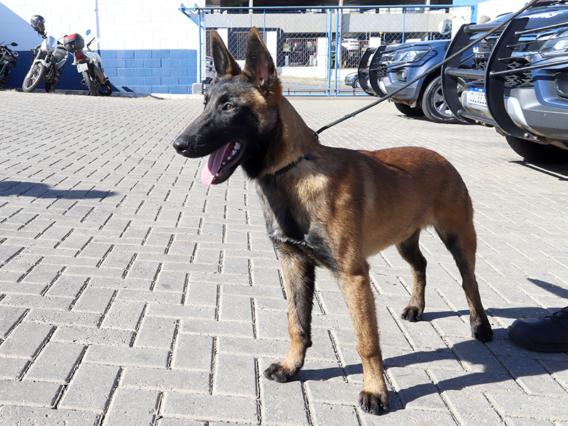 Filhote tem cinco meses e é um macho da raça pastor-belga-malinois