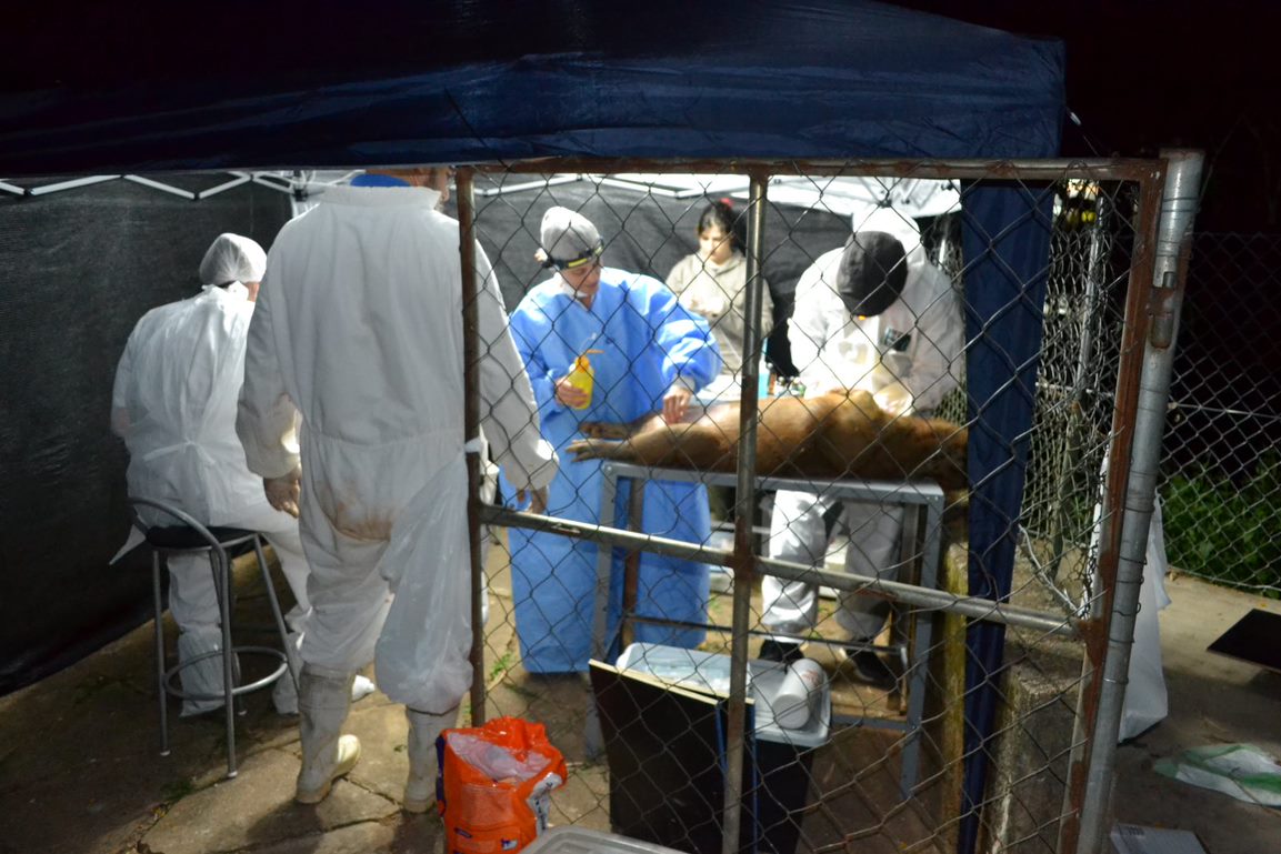 Cirurgias foram realizadas no centro de manejo especialmente construído para este fim na Lagoa do Taquaral.