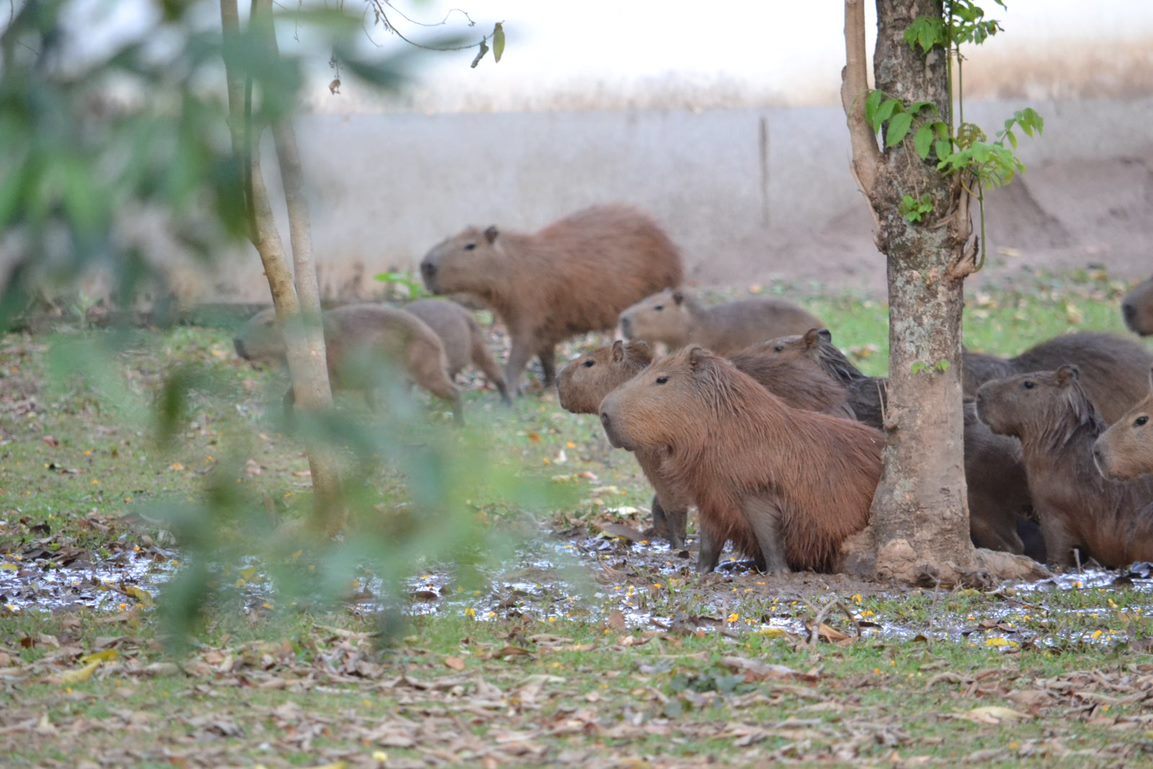 Processo segue em andamento, com a soltura dos animais esterilizados e captura dos animais satélites