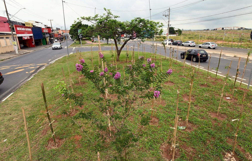 Carlos Bassan Microfloresta na Praça da Concórdia é uma das que foram concluídas recentemente em Campinas