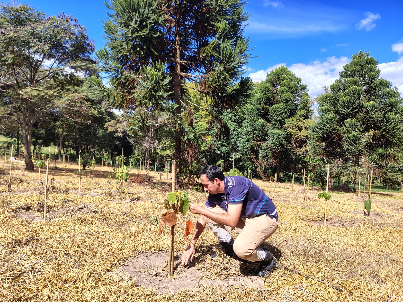 Divulgação Técnico da Seclimas confere plantios de compensação ambiental