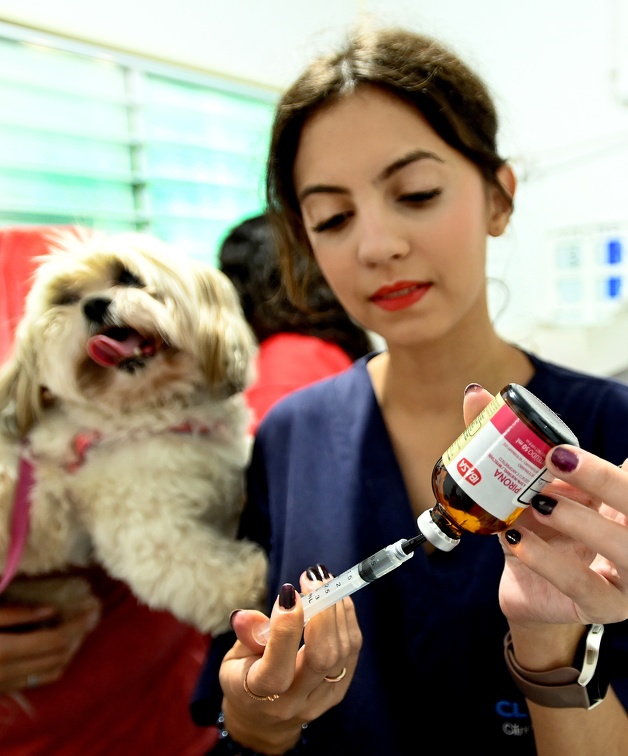 Rogério Capela Além de consultas, as unidades ofertam vacinas V8 para cães, microchipagem rápida e medicação, se necessário