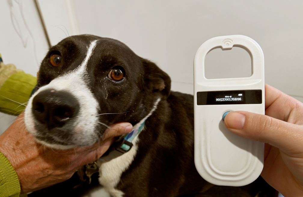 Carlos Bassan Consulta médica veterinária, vacinação e microchipagem dos animais são os serviços mais procurados nos Consultórios Móveis